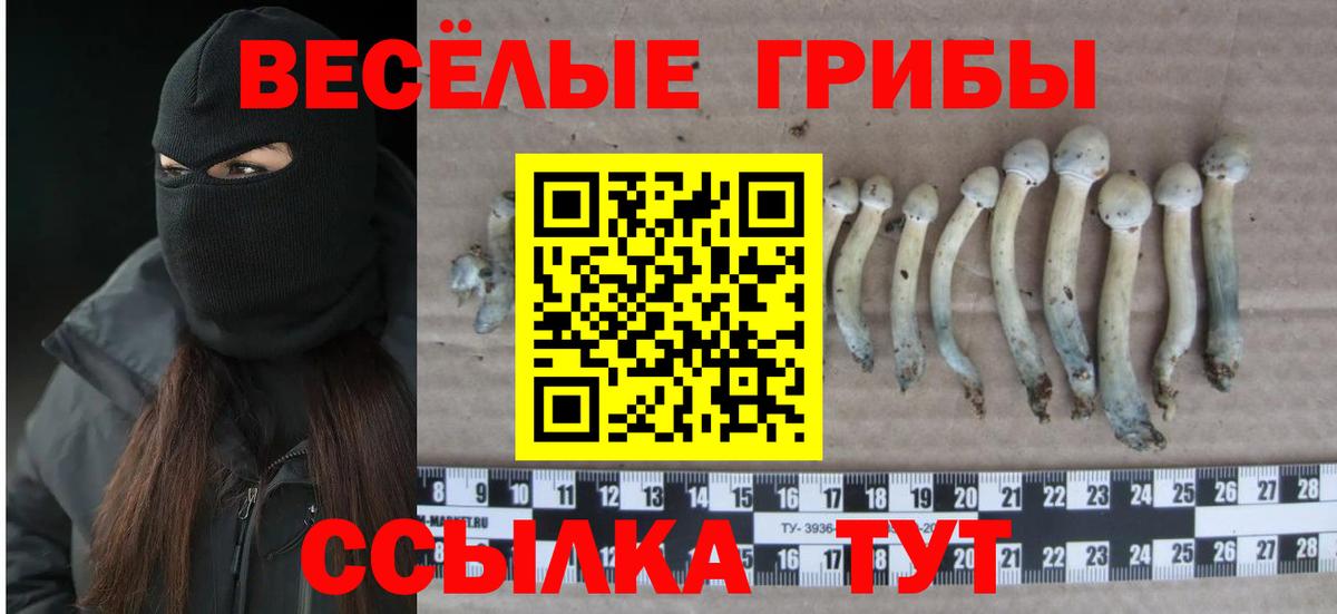 Галлюциногенные грибы прущие грибы  Псилоцибиновые грибы Psilocybine cubensis  наркота  Рассказово  Вход с VPN 